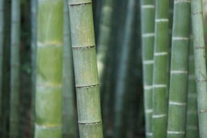 mur de bambou
