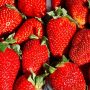 cultiver des fraises