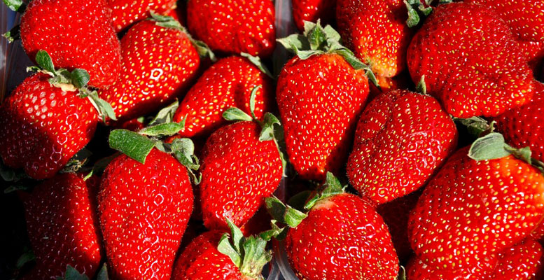 cultiver des fraises