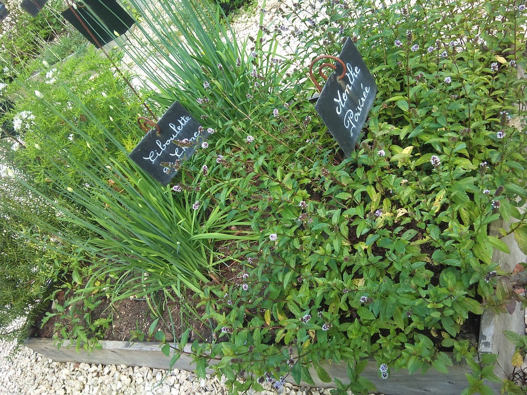 plantes aromatiques