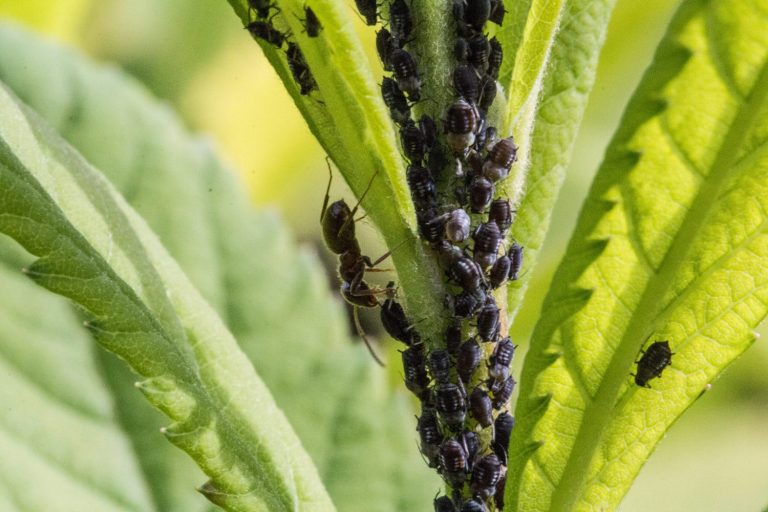 Comment éliminer les pucerons en bio