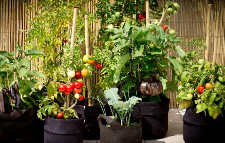 Potager sur une terrasse