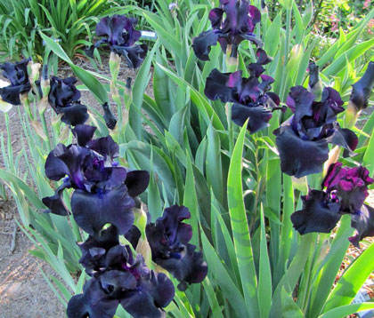 Iris germanica ‘Black Suited’