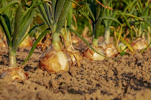 culture d'oignons au potager