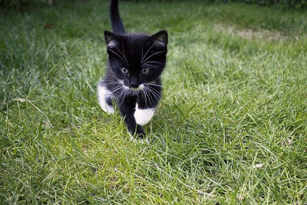 chaton qui court dans un jardin