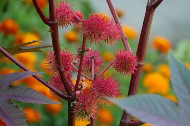 fleurs de ricin