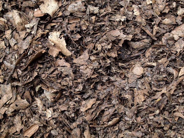 compost feuilles mortes