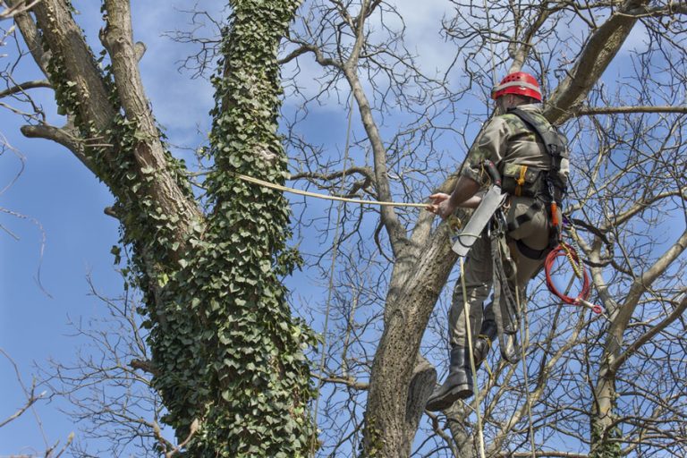 élagage arbre par professionnel