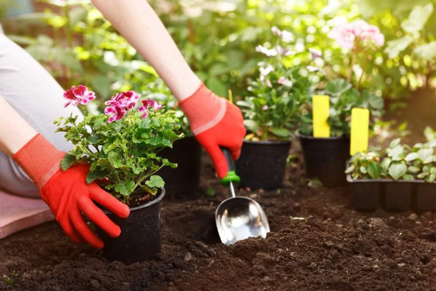 Jardinage planter fleurs