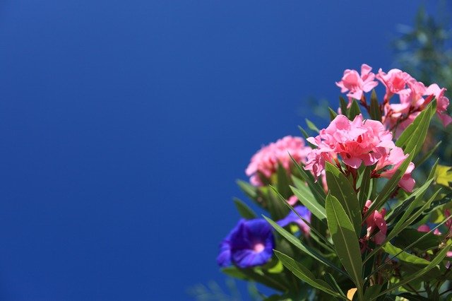 laurier-rose-ou-Nerium-oleander
