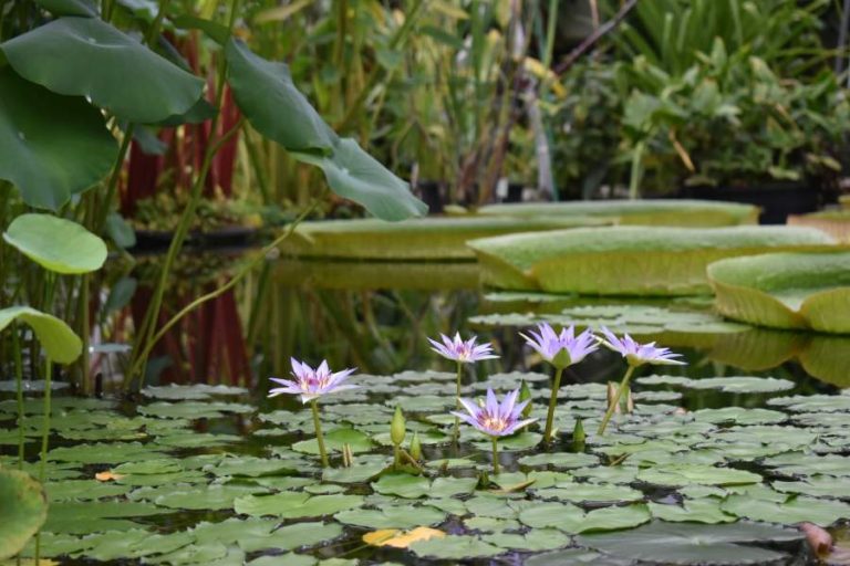 fleur de nénuphars sur l'eau d'un bassin