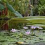 fleur de nénuphars sur l'eau d'un bassin