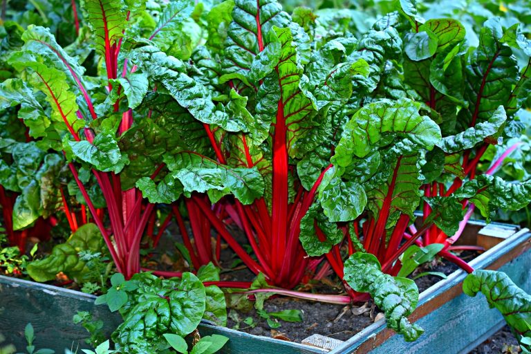 associer-les-legumes-au-potager
