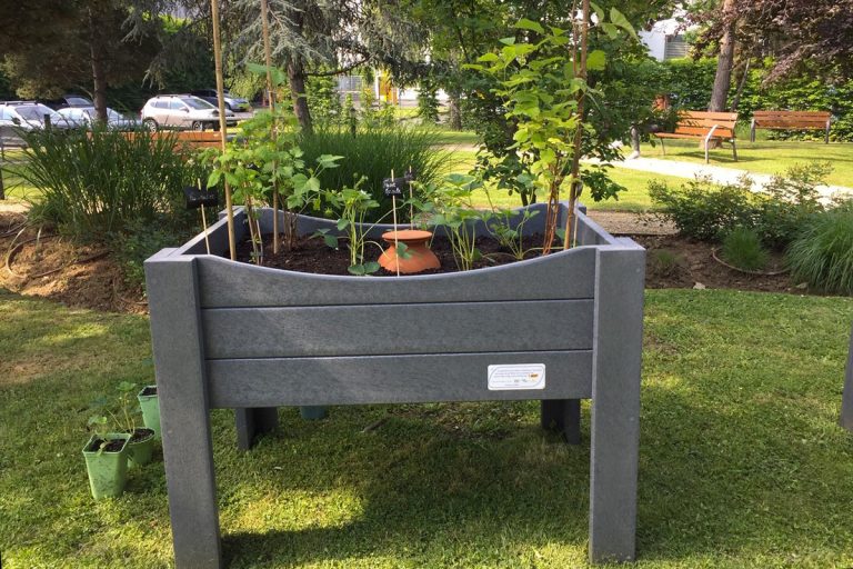 plantes-grimpantes-potager