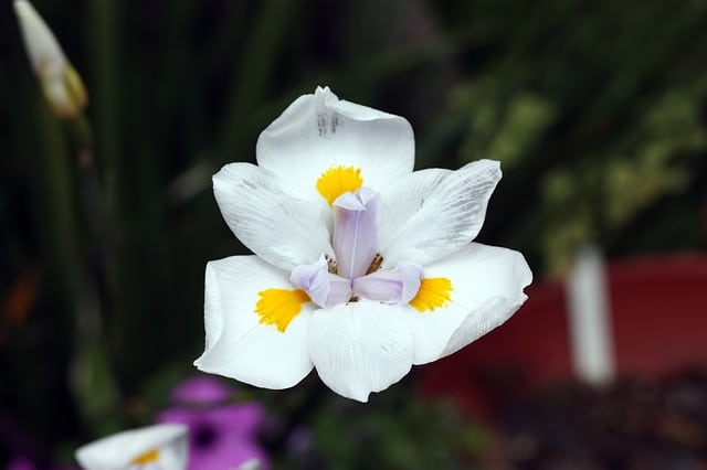 fleur d'iris ensata