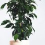 Ficus en pot
