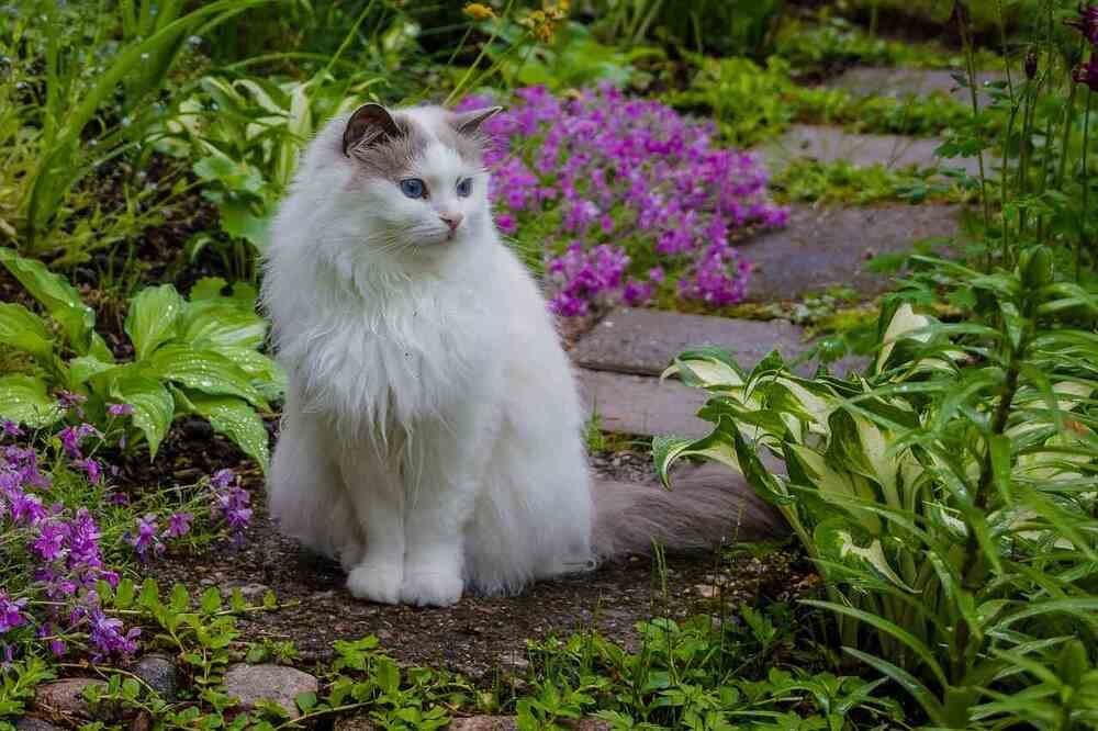 sécuriser jardin pour chat
