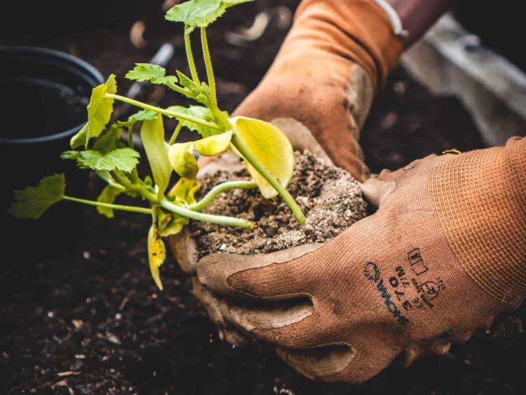 plantation avec gants d ejardinage