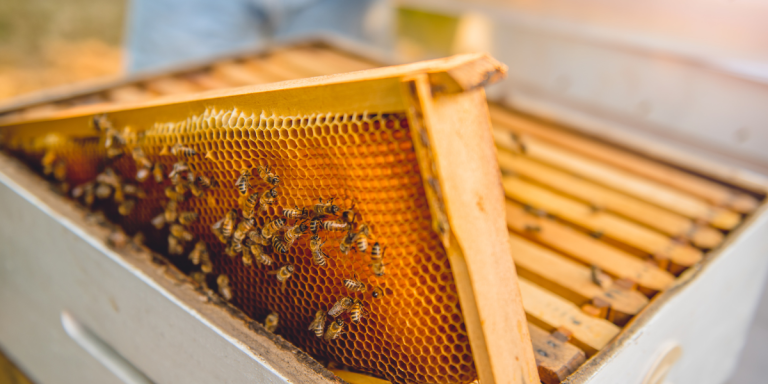 abeilles