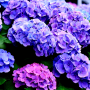 fleurs d'hortensia
