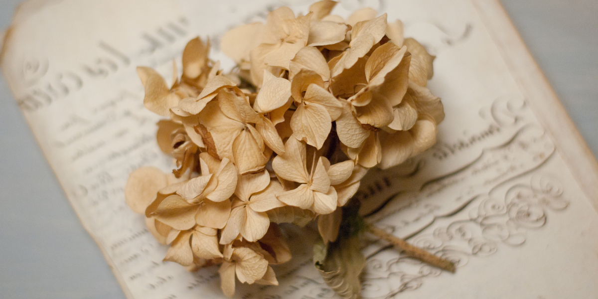 fleurs d'hortensia séchées