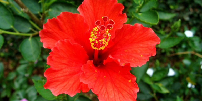 hibiscus