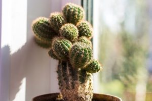 Comment-réaliser-bouture-cactus