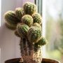 Comment-réaliser-bouture-cactus