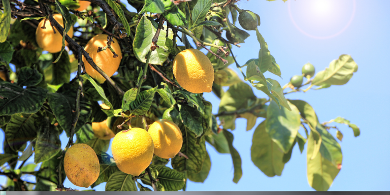 citronnier