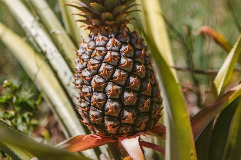 culture d'ananas