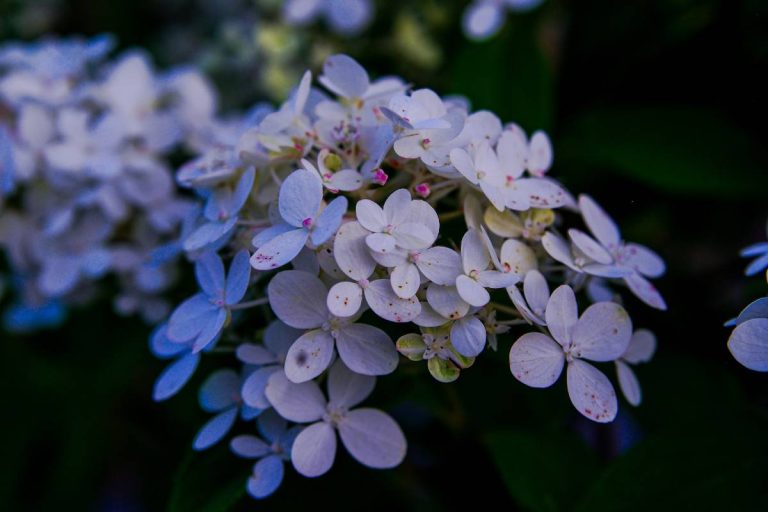 hortensia hydrangea
