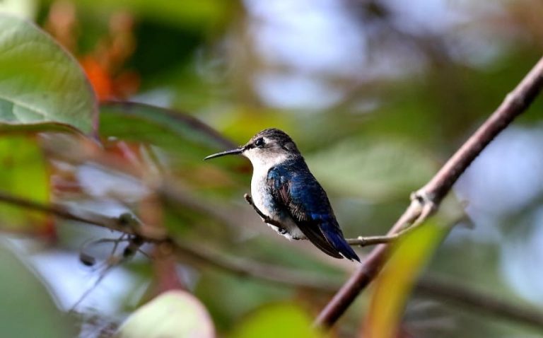 attirer-des-oiseaux-jardin
