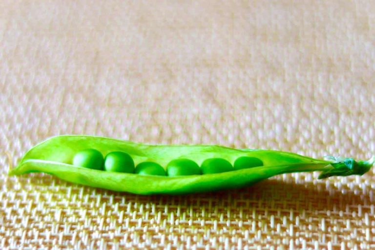 cosse de petit pois