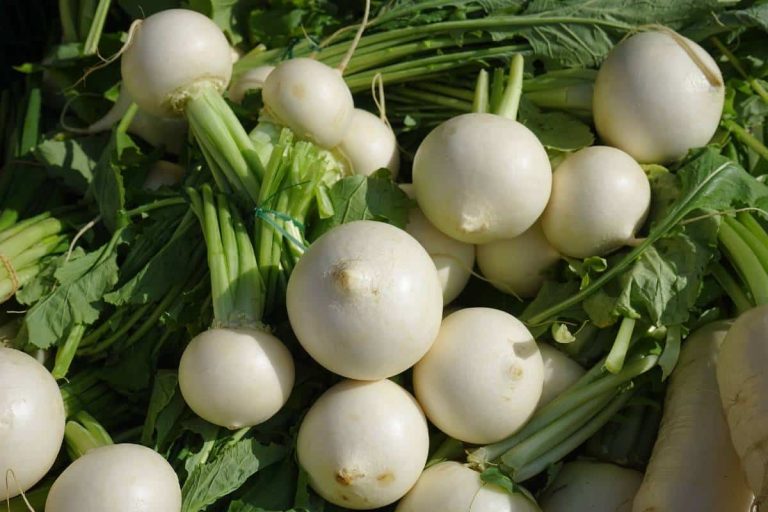 navets blancs