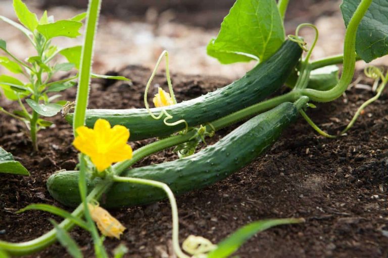 plants de concombre