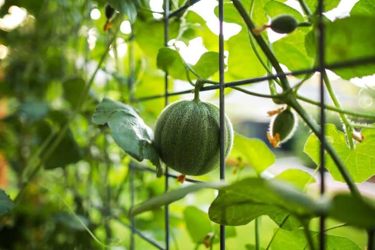 plants de melon