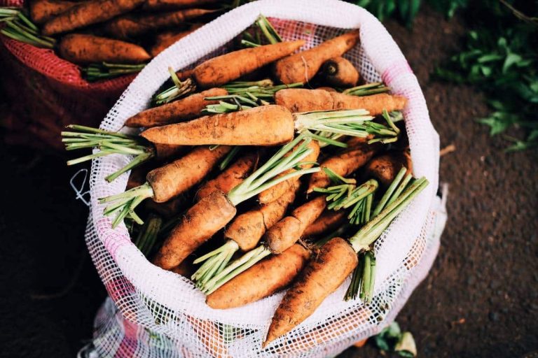 récolte de carottes