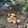 récolte de pommes de terre