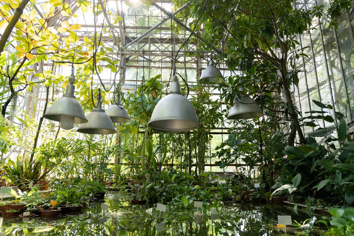 lampes dans une serre avec plantes tropicales