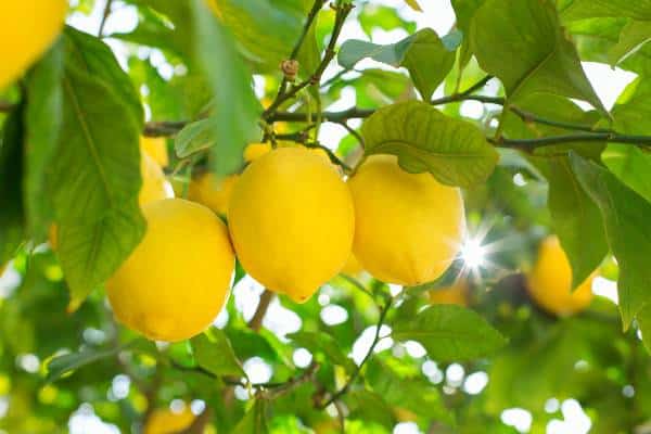 citrons sur citronnier