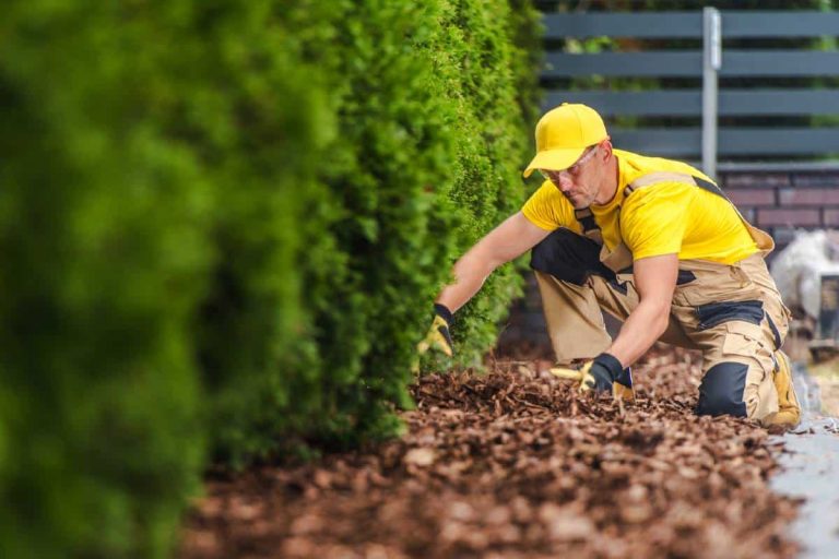 jardinier professionnel préparant le jardin pour l'hiver en paillant la haie