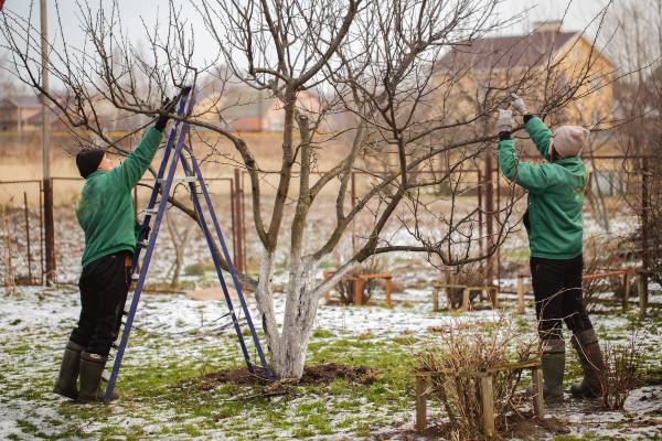 jardiniers professionnels taillant arbre pour le préparer à l hiver