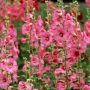 comment faire une bouture de rose trémière