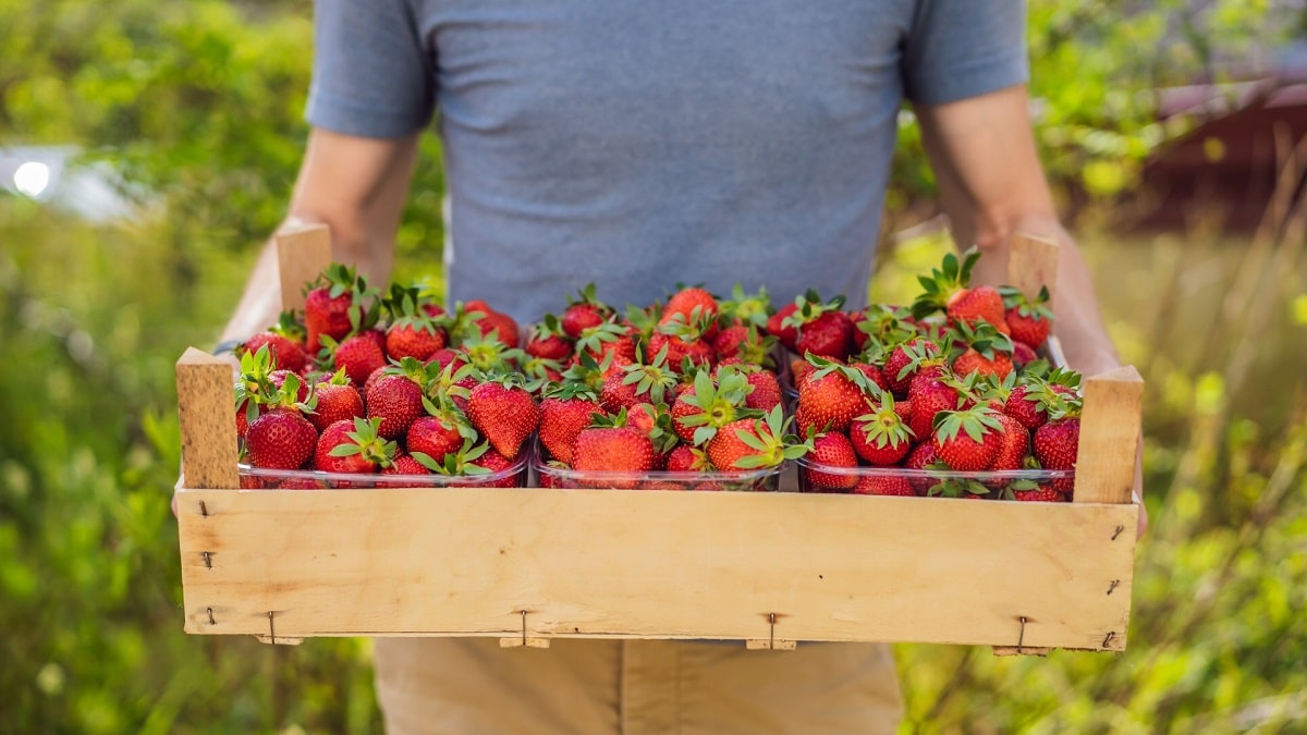 entretenir-les-fraisiers-récolter