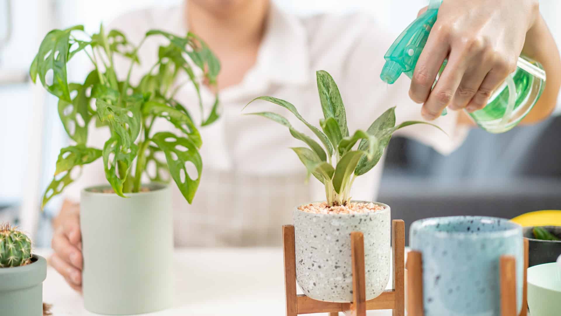 Arrosage-de-vos-plantes