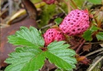 fraisier daltonia