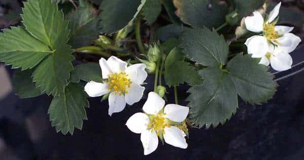 fraisier damerique