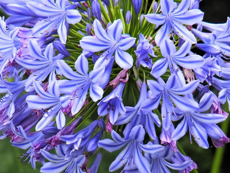 agapanthes