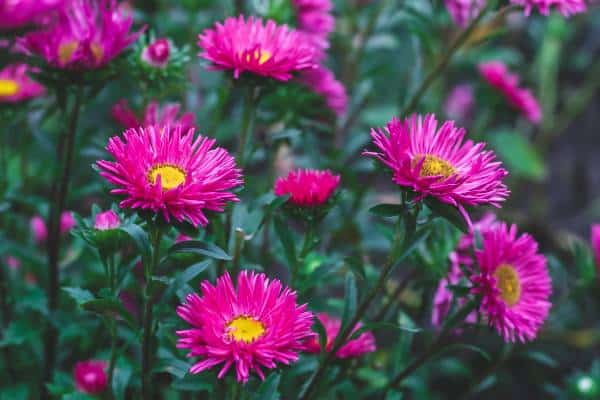 asters rose