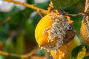 cochenille sur citronnier